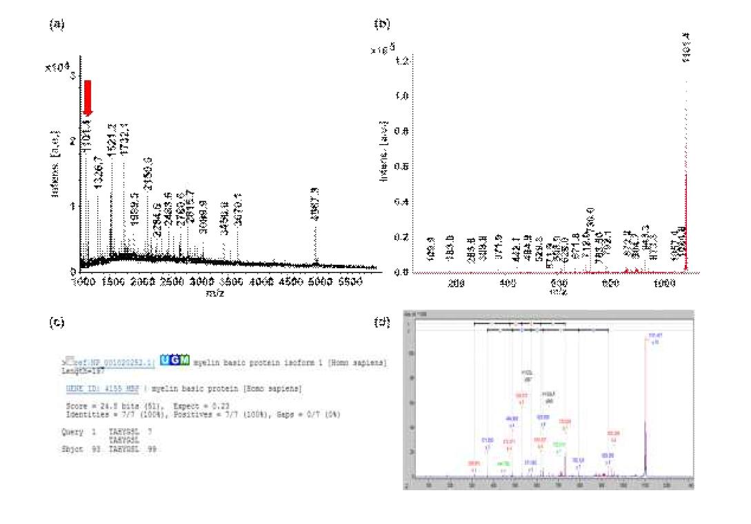 (a) subiculum 영역에서 얻어진 MALDI mass spectrum.