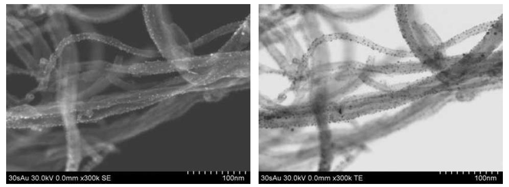 Au로 30초 동안 코팅한 MWCNT의 STEM 이미지