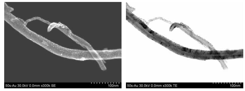 Au로 50초 동안 코팅한 MWCNT의 STEM 이미지