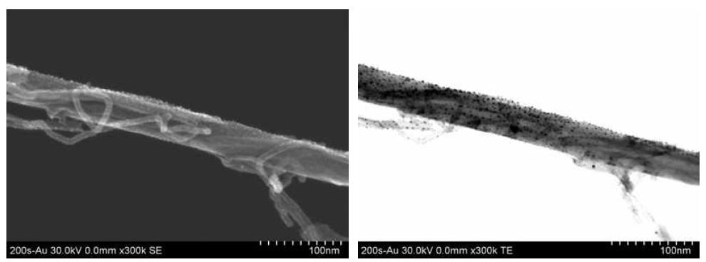 Au로 200초 동안 코팅한 MWCNT의 STEM 이미지