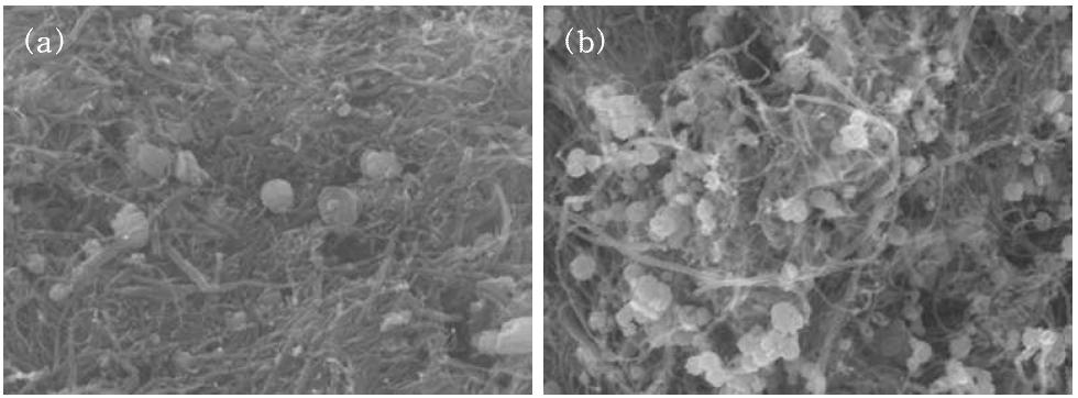 CuO를 도입한 Au@MWCNT의 FE-SEM 이미지. (a) 0.04M CuO/30sAu@MWCNT, (b) 0.1M CuO/30s Au@MWCNT.