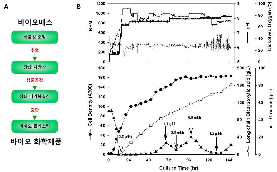 장쇄 디카복실산 활용 제품개발(A) 및 생산결과 그래프(B)