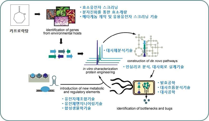 카프로락탐 분해 대사 역설계를 통한 인공생합성 경로개발 도식도