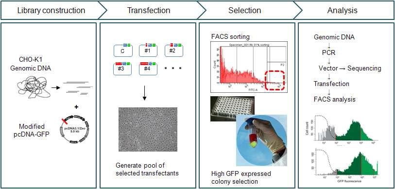 CHO-K1 세포주의 유전자 라이브러리를 이용한 전사 향상 관련 인자 발굴을 위한 실험 계획도