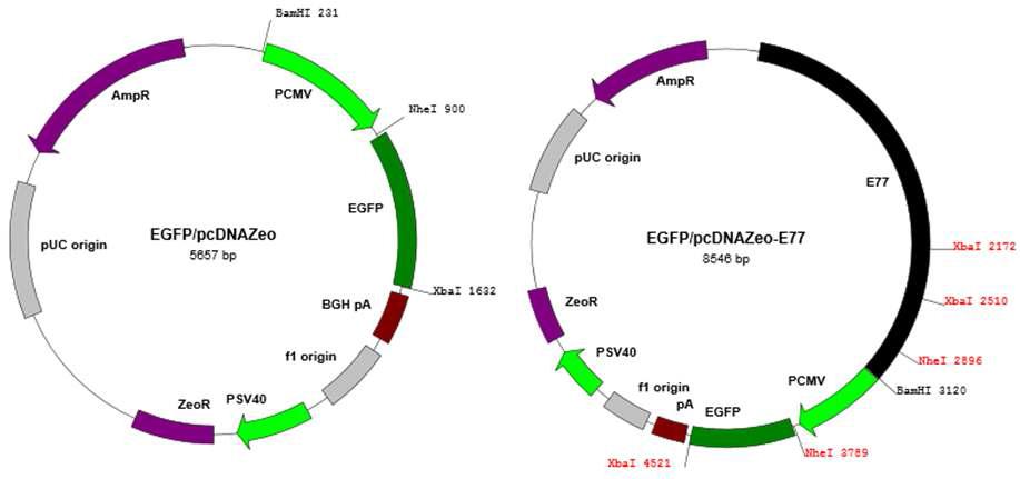 GFP 발현벡터와 E77 삽입 벡터 모식도