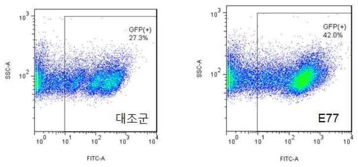 Flow cytometry를 이용한 형질도입 세포군의 GFP 발현량 차이 비교