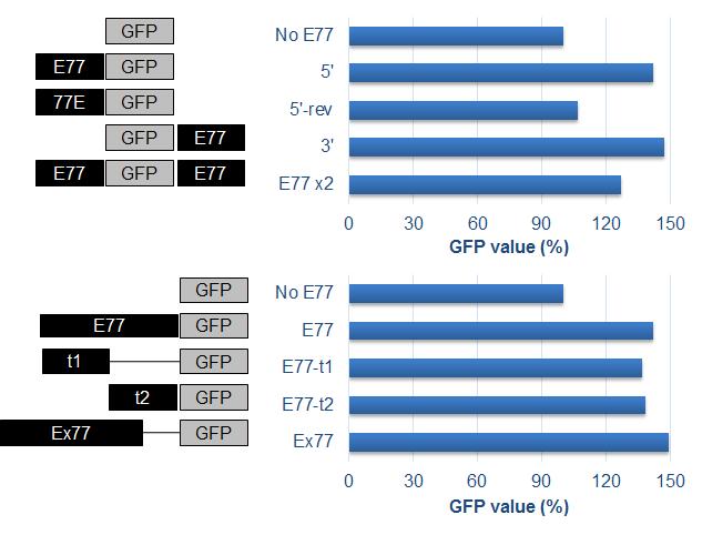변형된 형태의 E77이 GFP 발현에 미치는 효과