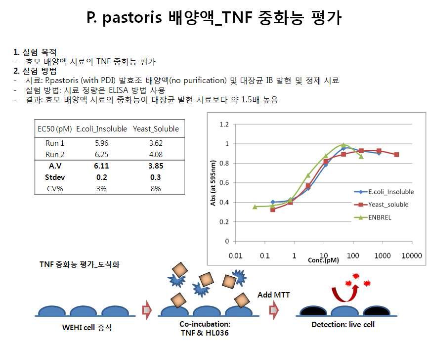 온도에 따른 재조합 피키아 파스토리스에서의 HL036 발현영향 (23도 발현양 대비결과)