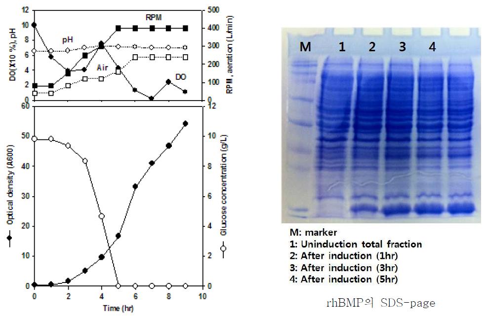 300L 배양 결과 및 단백질 발현 결과