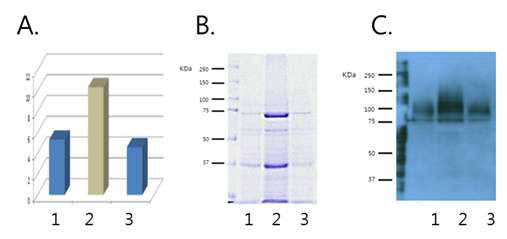 GAS1 유전자 결손에 의한 한세눌라 폴리모파의 재조합 단백질 분비능 증대