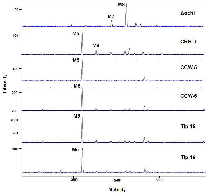 MsdS 표면 발현 균주들의 CWP의 N-당사슬분석