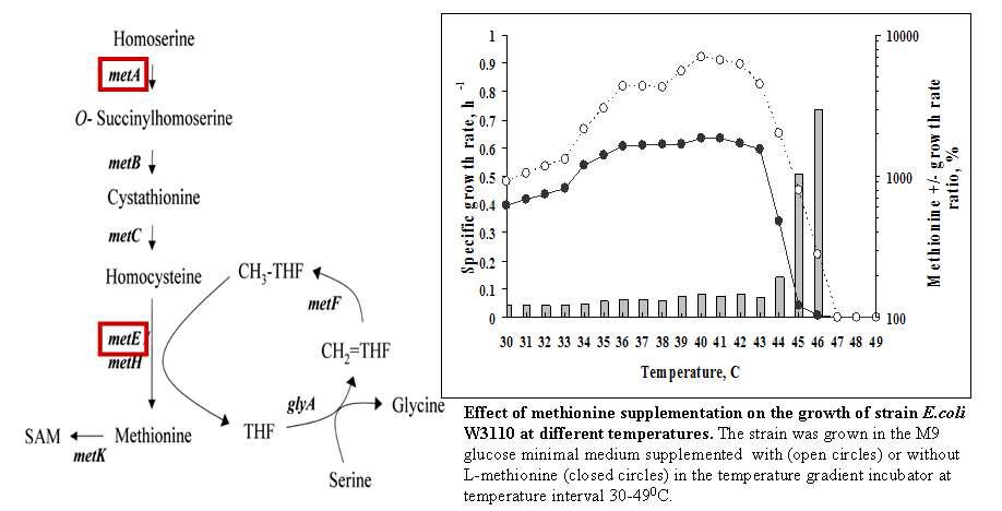 metA와 metE의 대장균 내 역할