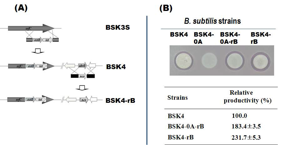 외래 ectB유전자 도입 및 abrB 유전자 knockout에 의한 B. subtilis 재조합균의 폴리믹신 생산성 증진