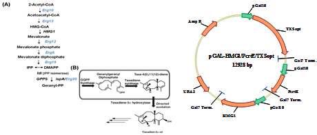 Taxadiene의 생합성 유전자의 효모 발현 플라스미드 구축