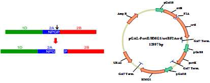 Virus 유래 ribosome skipping을 활용한 polycistronic expression 시스템 구축