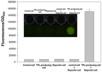 GESS 바이오소자를 이용한 TPL 생산 대장균 배양액에서의 효소 활성 감지 결과