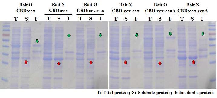 prey-bait 및 직렬 연결 CBD 발현 단백질 SDS-PAGE