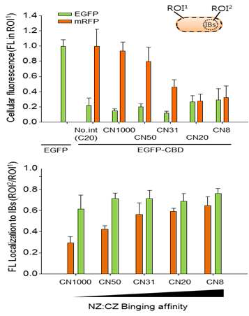 세포 내 형광단백질의 CBD융합의 지퍼 결합력에 따른 집착체 형성 및 형광 강도 관찰
