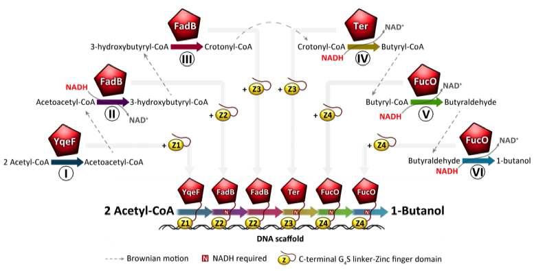 대장균에서 부탄올 생산을 위한 DNA 스캐폴드 시스템