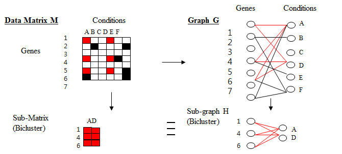 Matrix 형태의 유전자 발현 데이터를 바이퍼타이트 그래프의 클릭을 찾는 문제로 전환