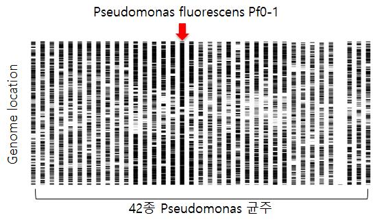 46-2 서열을 42종의 Pseudomonas genomes 서열과의 정렬 결과