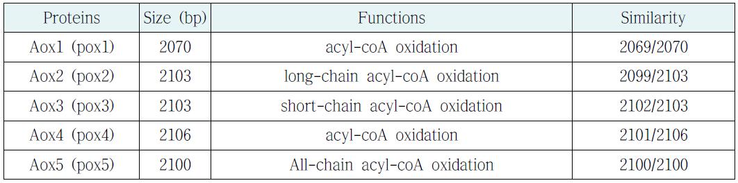 효모 내의 short chain acyl-CoA oxidase 유전자들