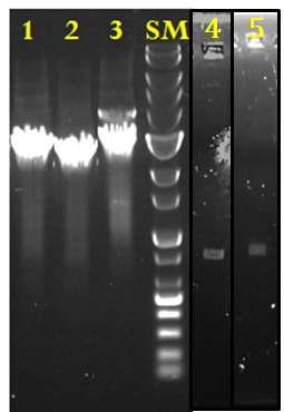 PCR을 통한 AOX 유전자 disruption 균주 확인