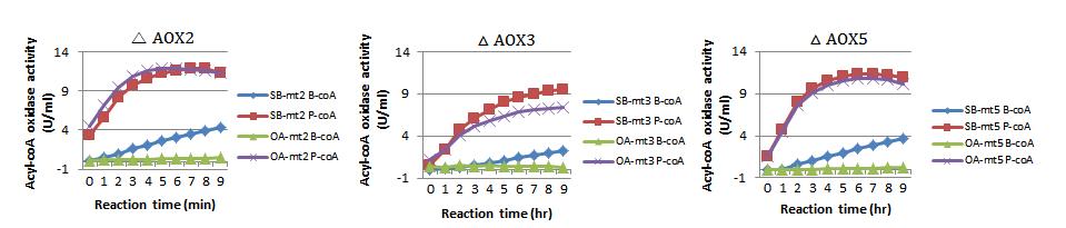 AOX disruption 균주들의 acyl-coA oxidase activity