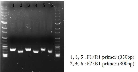 Candida butyri ura3 유전자 확인을 위한 PCR