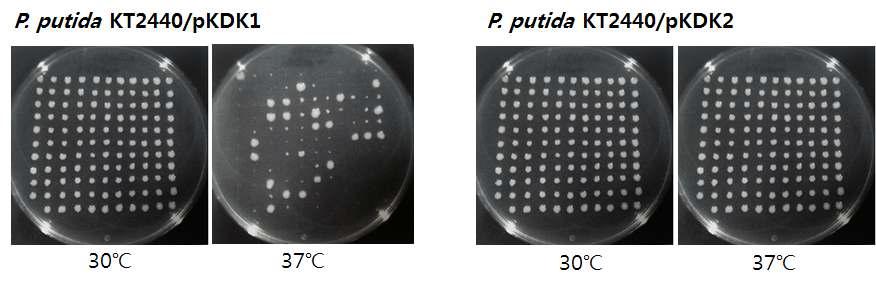온도 선형 DNA 재조합을 위한 람다 재조합 시스템 발현 플라스미드 제작