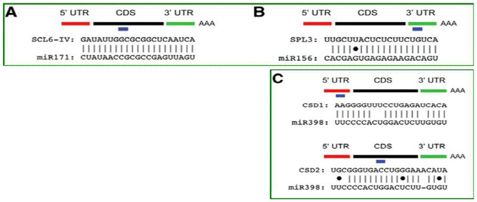 miRNA와 mRNA가 상보 서열을 이루어 억제하는 관계를 보여주는 예