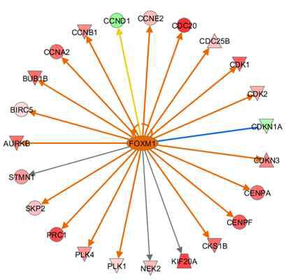 방광암의 재발과 연관된 FOXM1-CCNB1-FANC 신호경로