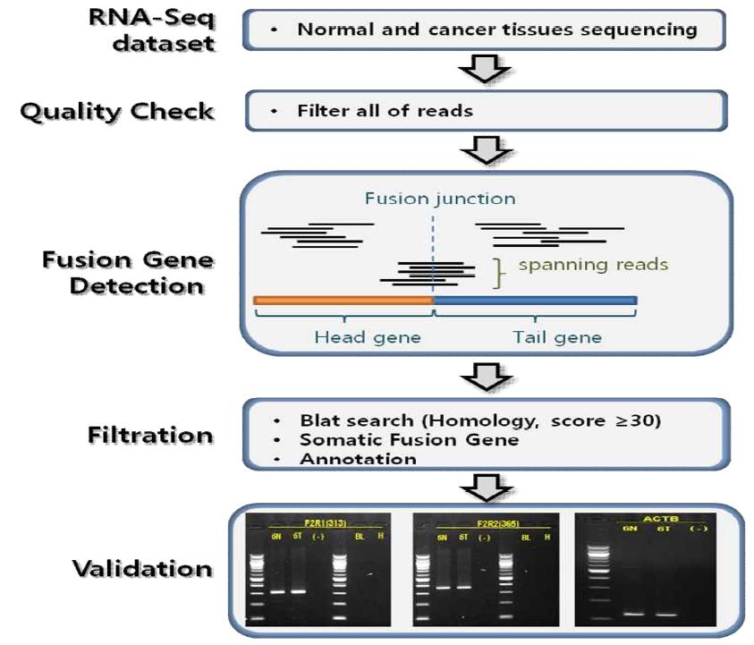 암 조직으로부터 RNA-Seq sequencing 및 fusion gene을 예측