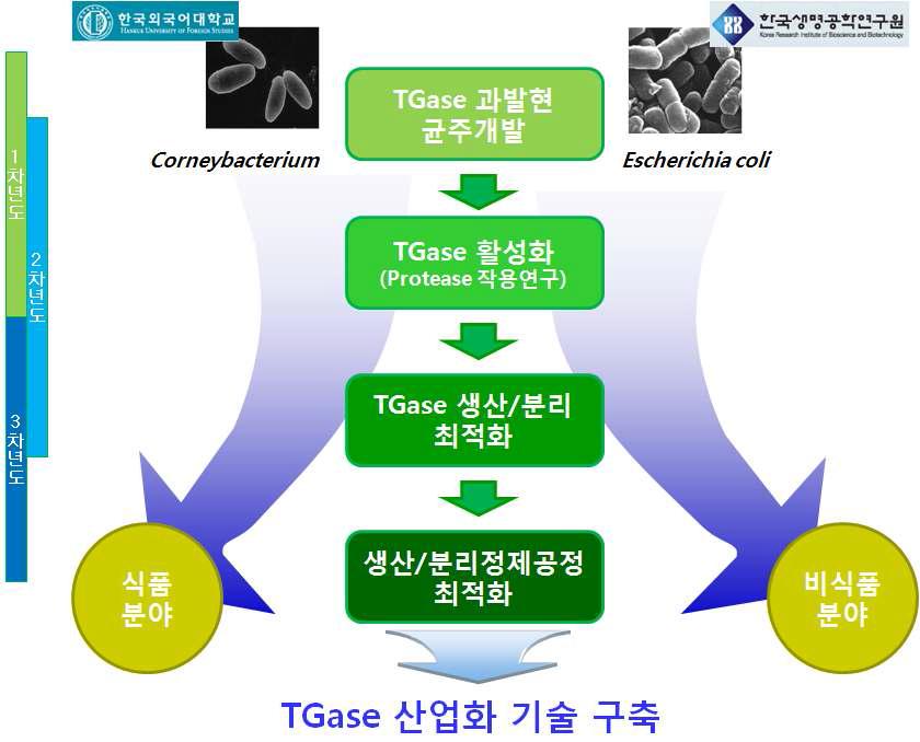 재조합 미생물을 이용한 TGase 생산연구 모식도