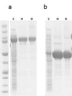재조합 단백질의 정제 및 투석과정에서의 단백질 확인 SDS-PAGE