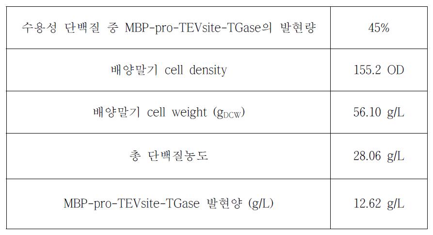 발현된 MBP-pro-TEVsite-TGase의 정량