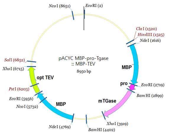 in-vivo 시스템 적용 pACYC MBP-proTGase::MBP-TEV 발현 벡터