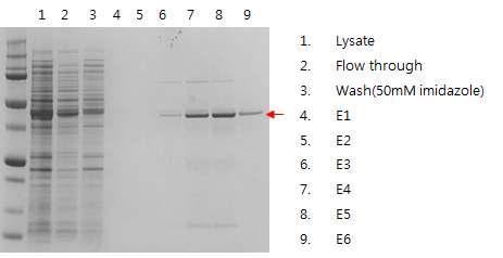 Ni column을 이용한 재조합 단백질의 정제