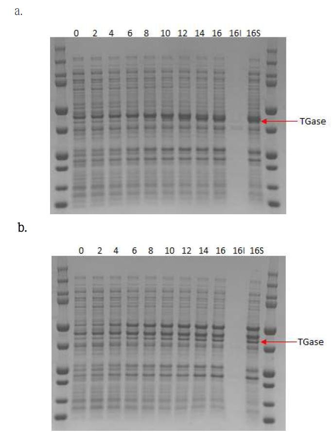 발효조를 이용한 in-vivo 시스템에서의 TGase 발현 양상