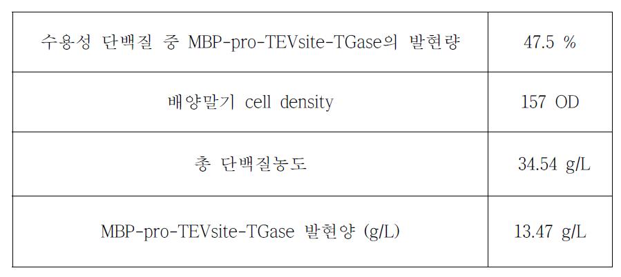 발현된 MBP-pro-TEVsite-TGase의 정량