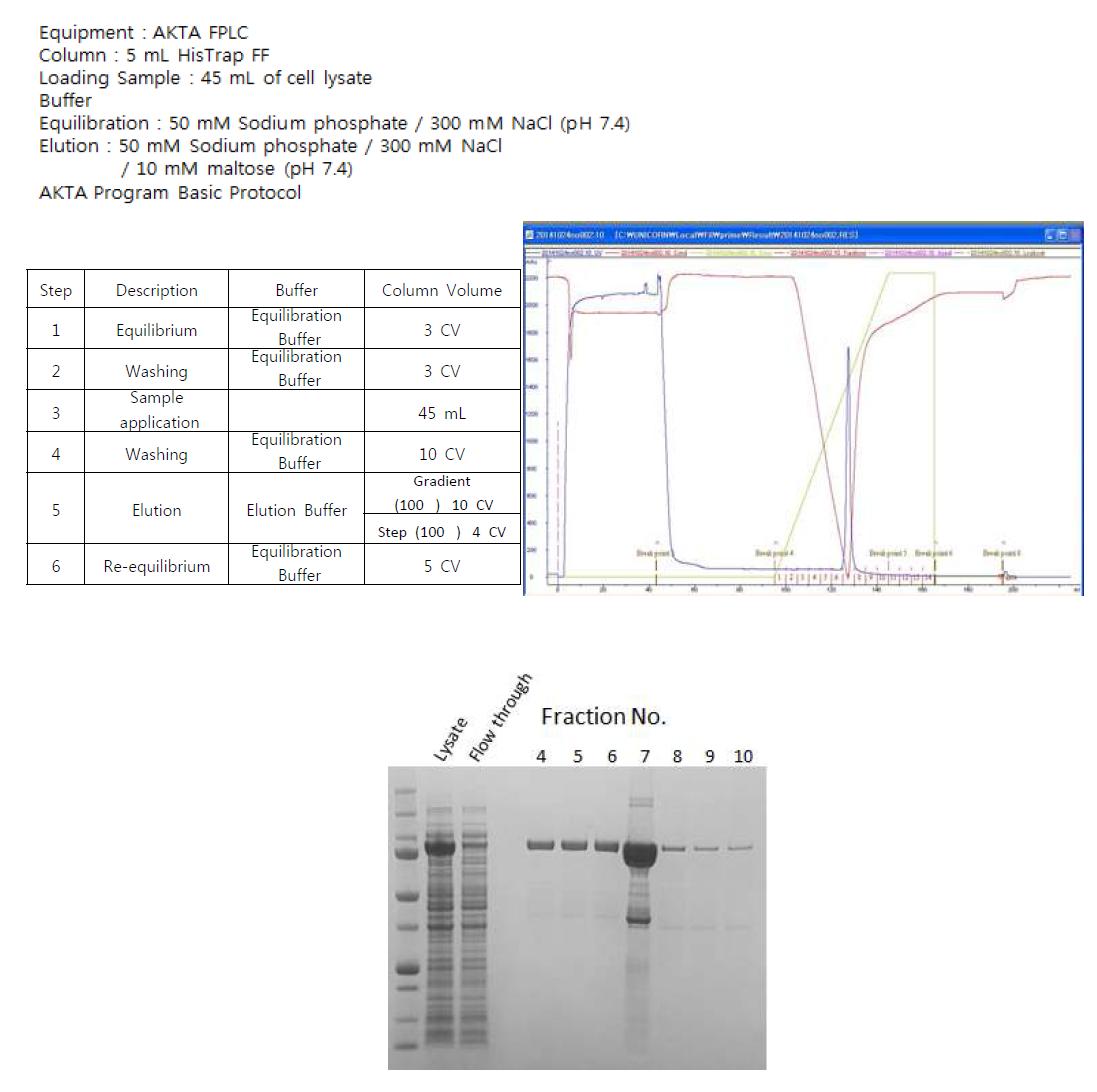 MBPtrap HP 컬럼을 이용한 재조합 단백질의 정제