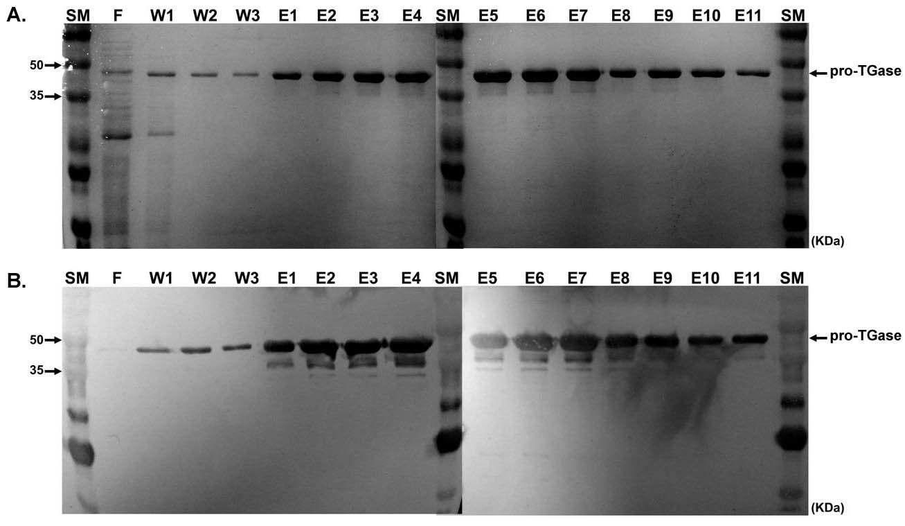 A) SDS-PAGE and B)western blot analysis of purified pro-TGase