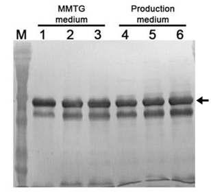 Confirmation of pro-TGase production by western-blot analysis