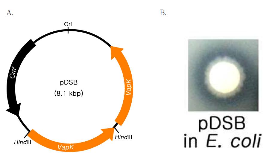 A) Plasmid structure for expression of VapK. B) Confirmation of protease activity by halo formation on 2% skimmilk agar