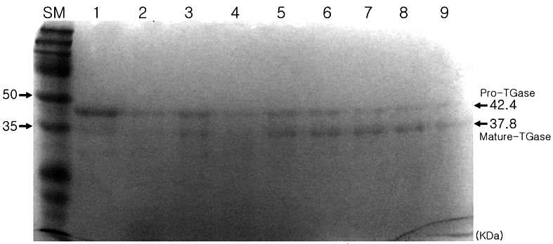 Confirmation of pro-domain elimination using VapK by SDS-PAGE