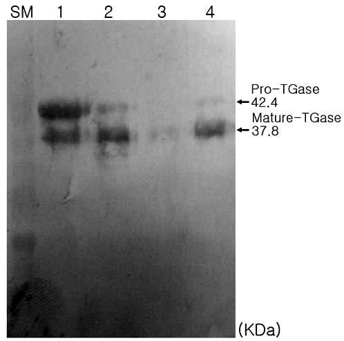 Confirmation of pro-domain elimination using VapK by western-blot analysis