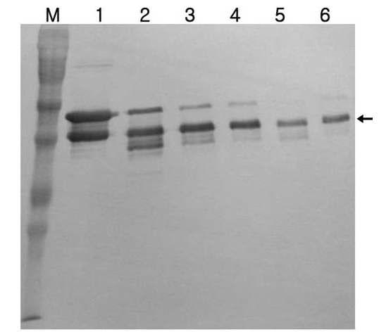 Confirmation of pro-domain elimination using VapK by western-blot analysis