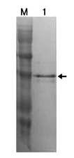 Confirmation of putative mature-TGase by western-blot analysis
