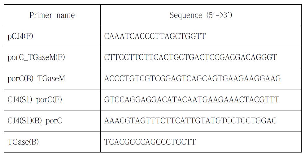 TGase 세포 표면 발현을 위한 recombinant PCR에 사용된 primers