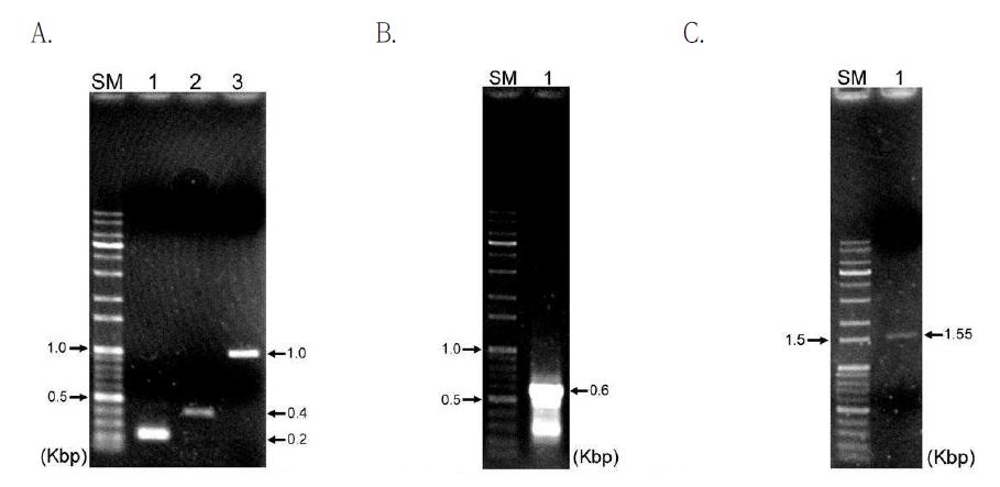 TGase 세포 표면 발현을 위한 recombinant PCR